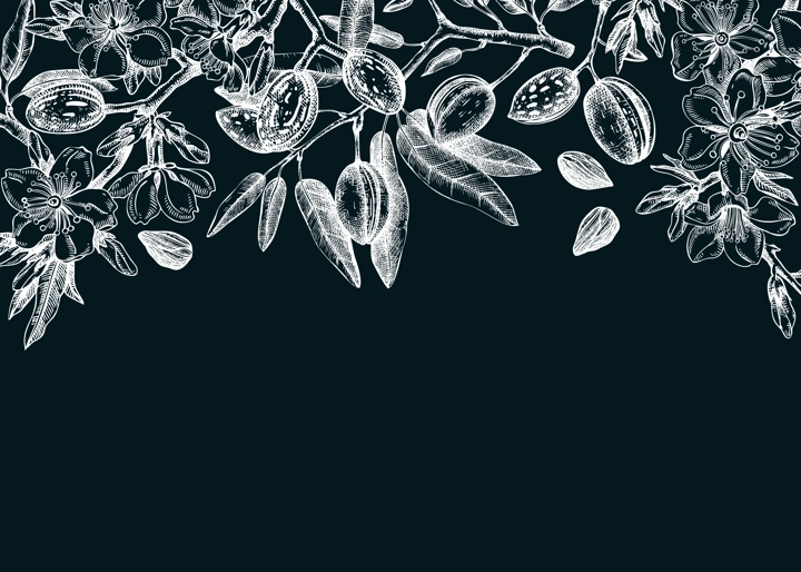 Vintage almond blossom banner design. Flowering branches with nuts, flowers, leaves on chalkboard. Floral spring background. Botanical vector illustration of nut trees for banners, prints, cards